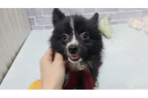 販売中の東京都のミックス犬-375982の4枚目