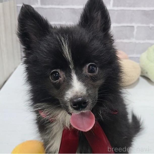 販売中の東京都のミックス犬-375982の3枚目