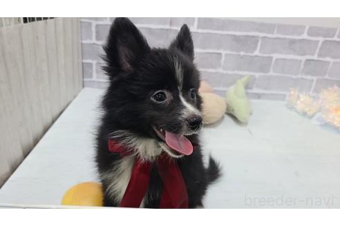 販売中の東京都のミックス犬-375982の2枚目