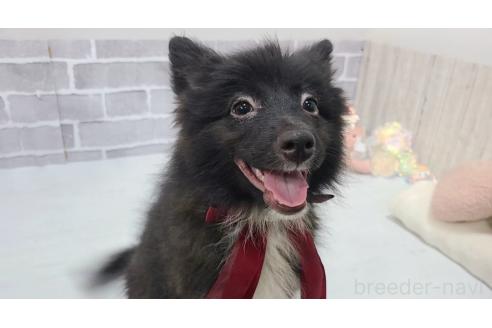 販売中の東京都のミックス犬-375988の16枚目