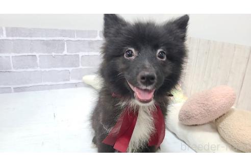 販売中の東京都のミックス犬-375988の15枚目