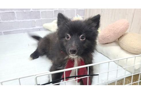 販売中の東京都のミックス犬-375988の14枚目