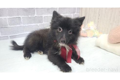 販売中の東京都のミックス犬-375988の13枚目