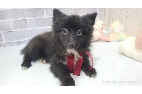 販売中の東京都のミックス犬-375988の12枚目