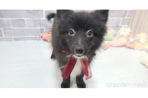 販売中の東京都のミックス犬-375988の11枚目