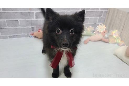 販売中の東京都のミックス犬-375988の10枚目