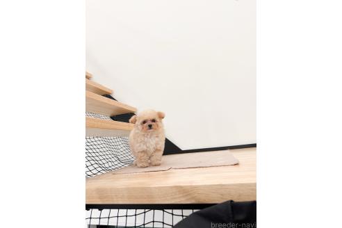 販売中の香川県のティーカッププードル-388900の4枚目