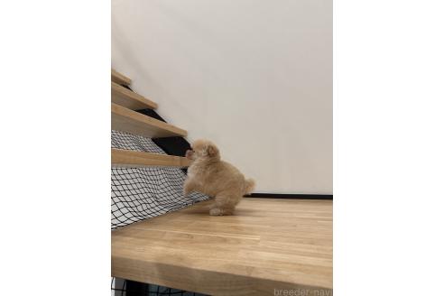 販売中の香川県のティーカッププードル-388900の2枚目