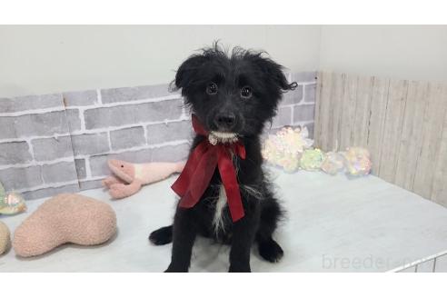 販売中の東京都のミックス犬-367351の6枚目