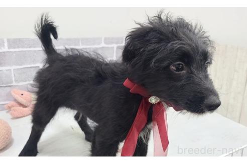 販売中の東京都のミックス犬-367351の4枚目
