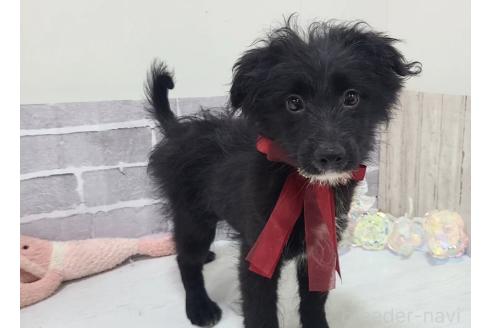 販売中の東京都のミックス犬-367351の3枚目