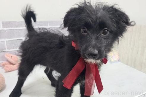 販売中の東京都のミックス犬-367351の2枚目