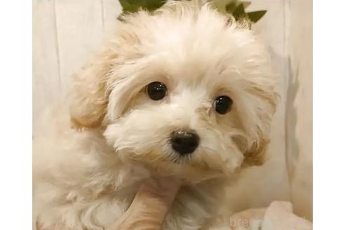 販売中の愛知県のマルプー:マルチーズ×トイプードル-388924の6枚目