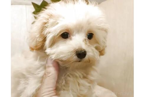 販売中の愛知県のマルプー:マルチーズ×トイプードル-388924の2枚目