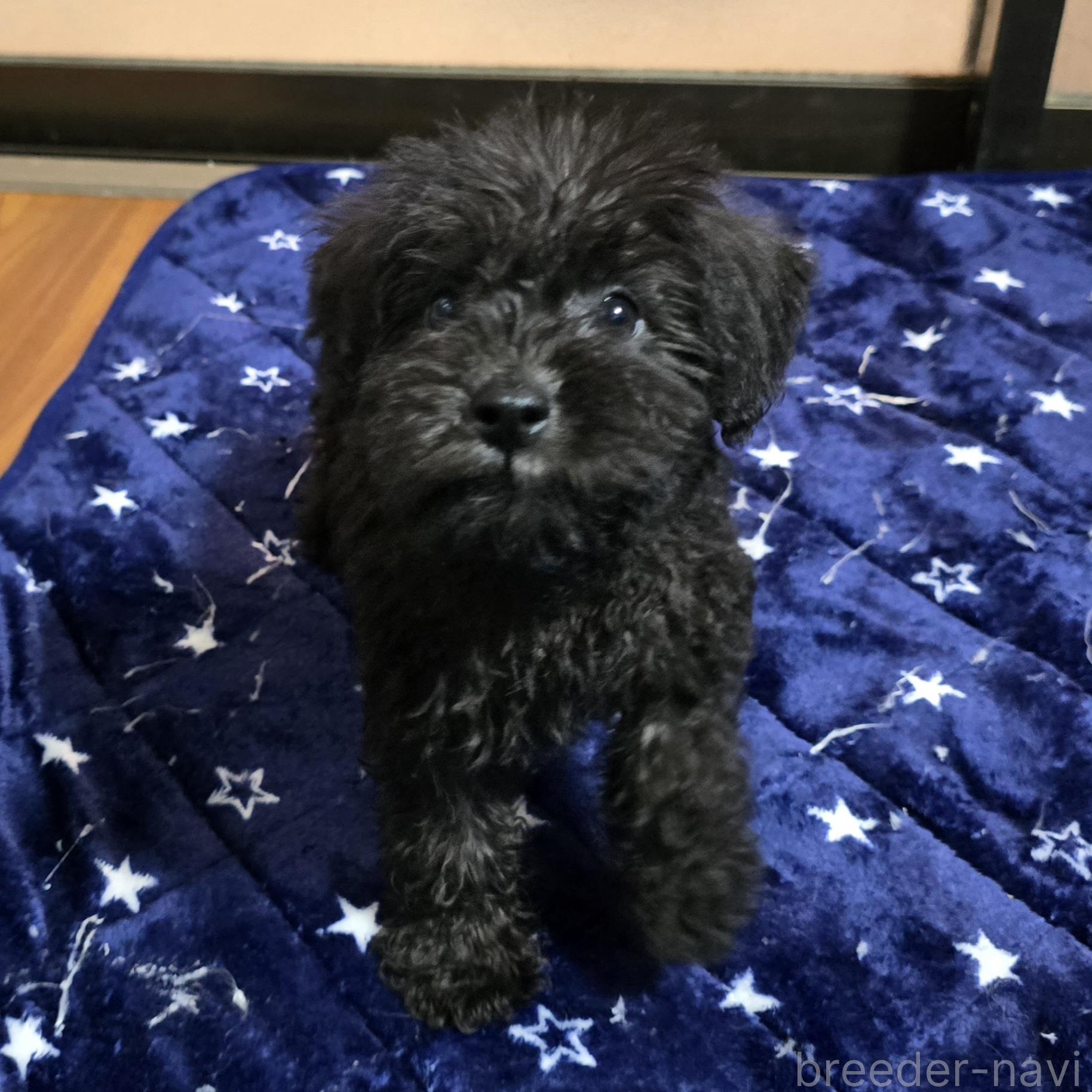 成約済の岡山県のミックス犬-378316