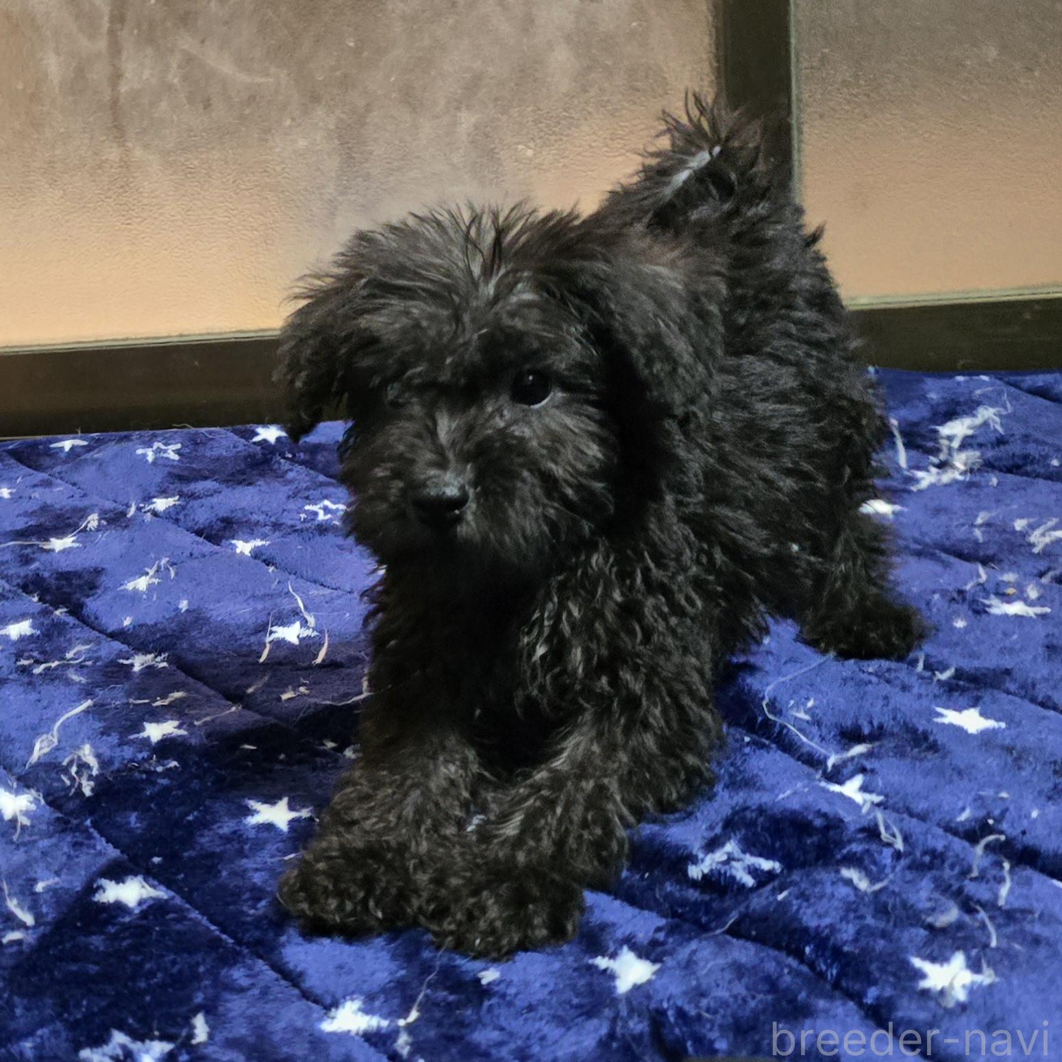 成約済の岡山県のミックス犬-378316の3枚目