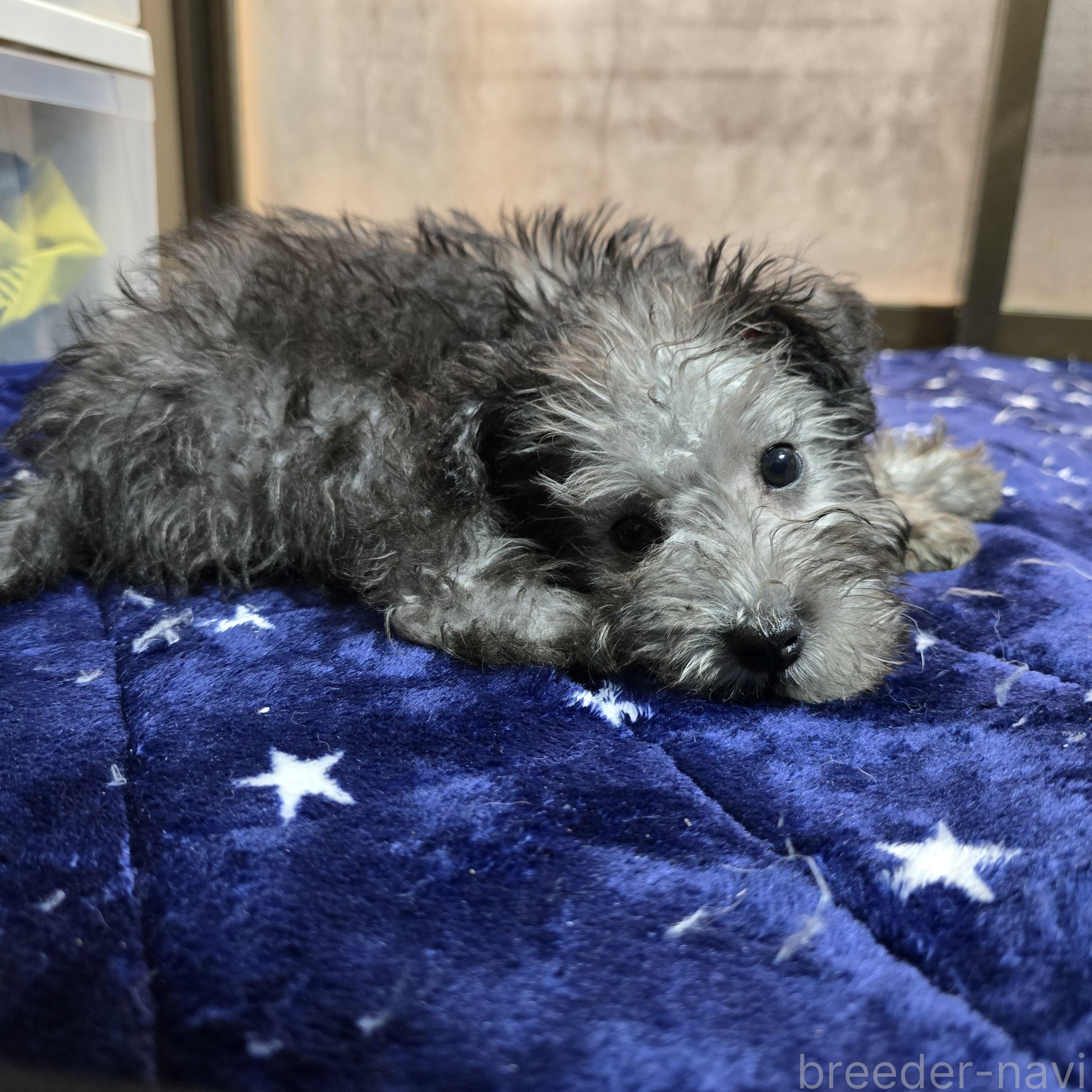 成約済の岡山県のミックス犬-378318の5枚目