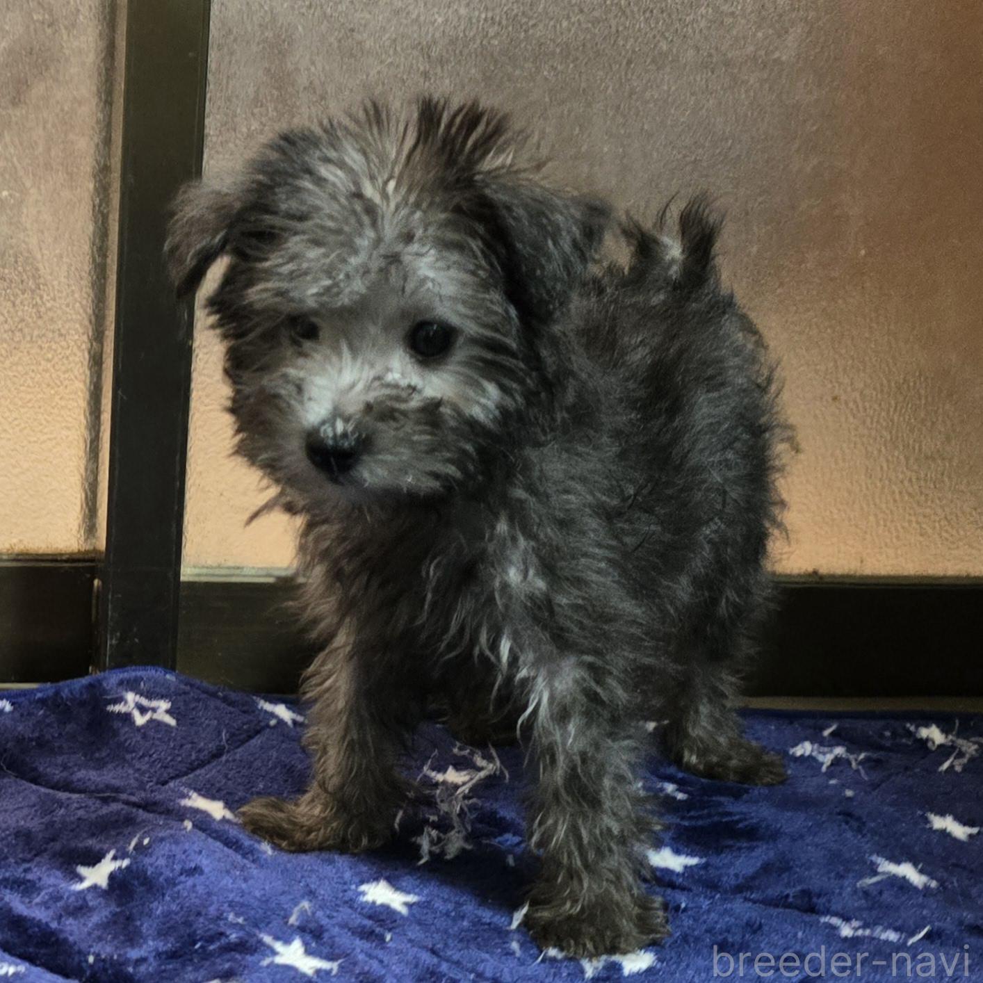 成約済の岡山県のミックス犬-378319の6枚目