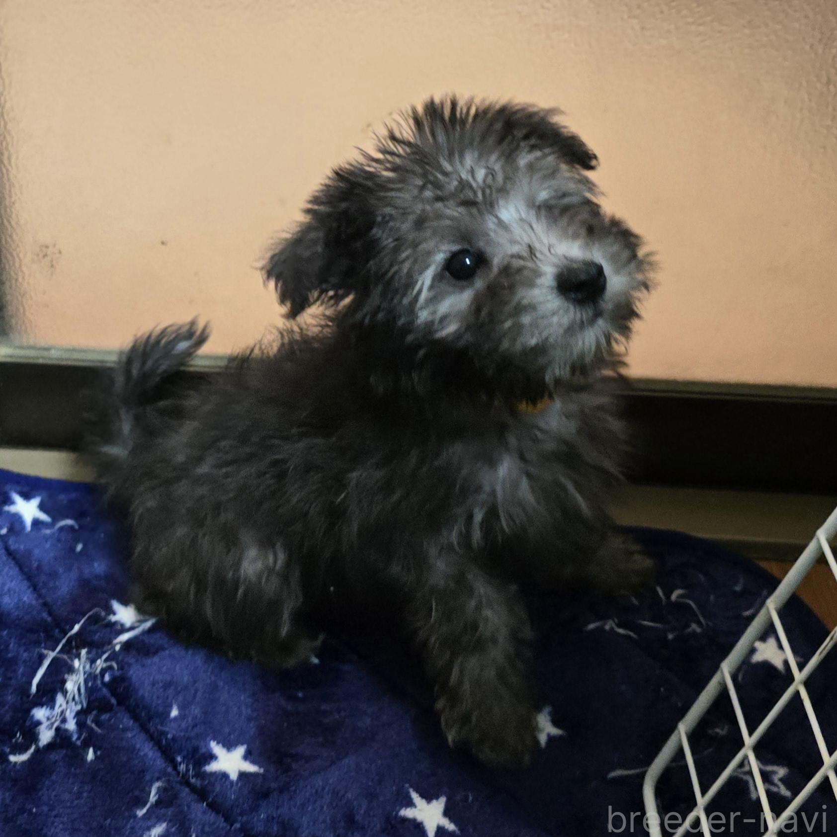 成約済の岡山県のミックス犬-378319の5枚目