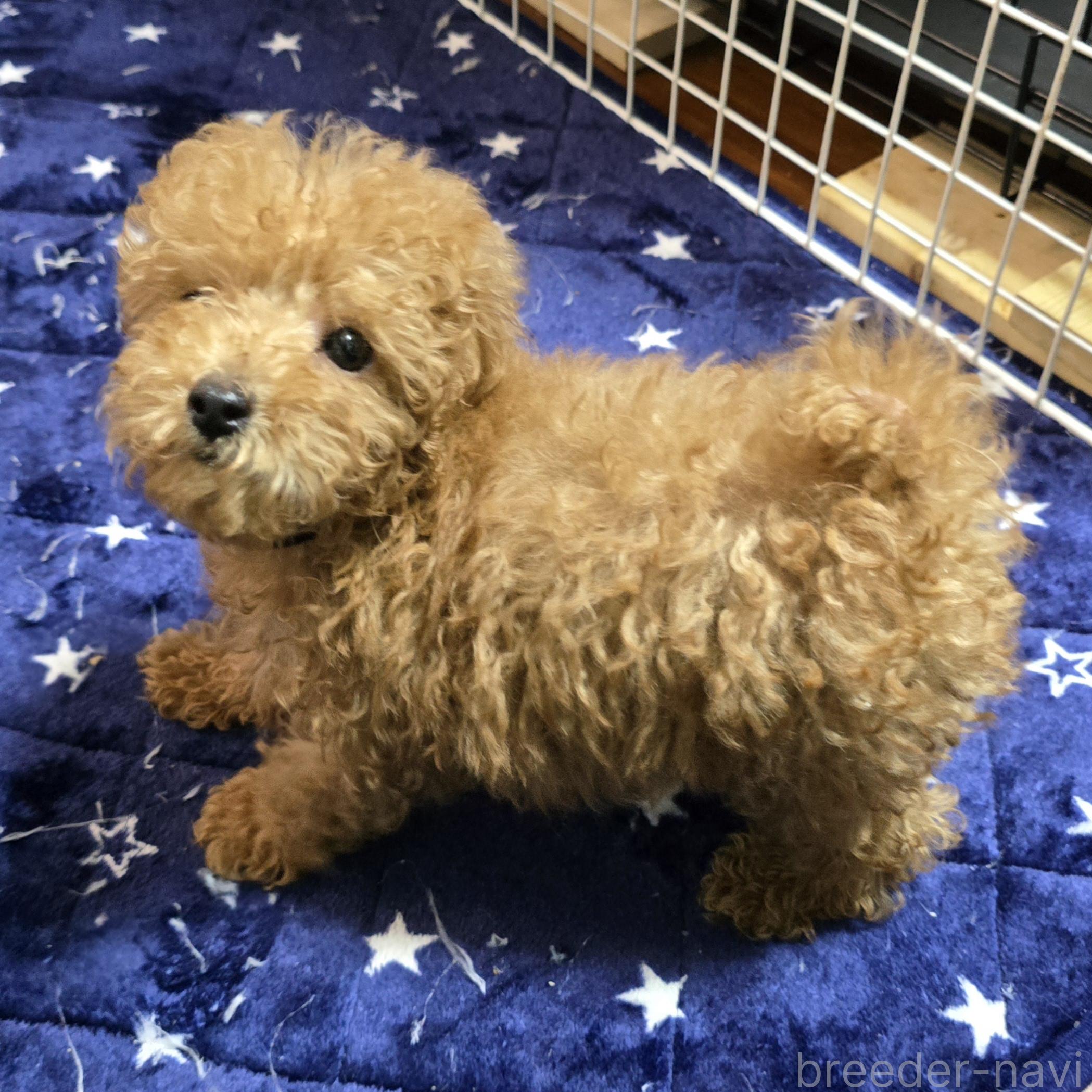成約済の岡山県のトイプードル-376372の1枚目