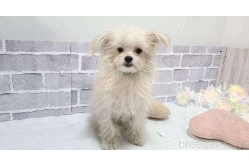 成約済の東京都のミックス犬-343673の4枚目
