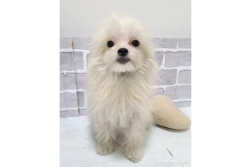 成約済の東京都のミックス犬-343673の3枚目