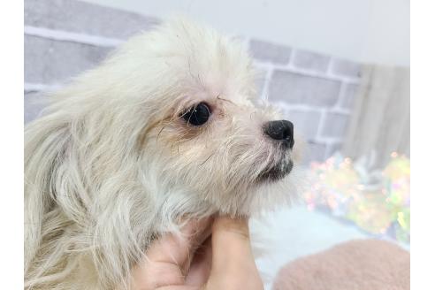 成約済の東京都のミックス犬-343673の2枚目