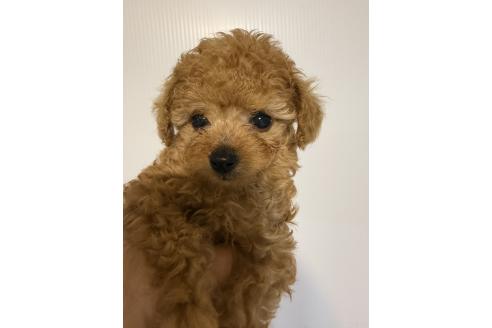 販売中の香川県のティーカッププードル-385014の3枚目