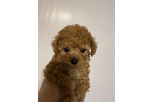 販売中の香川県のティーカッププードル-385014の2枚目