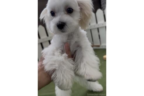 成約済の福岡県のミックス犬-372248の3枚目