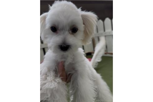 成約済の福岡県のミックス犬-372248の2枚目