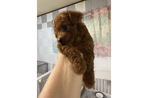 販売中の香川県のティーカッププードル-385012の2枚目