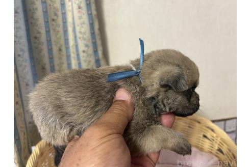 販売中の岡山県のミックス犬-388045の13枚目