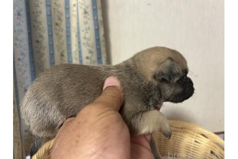 成約済の岡山県のミックス犬-388047の12枚目