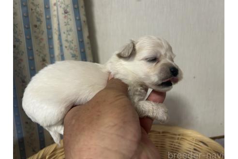 商談中の岡山県のミックス犬-388048の10枚目
