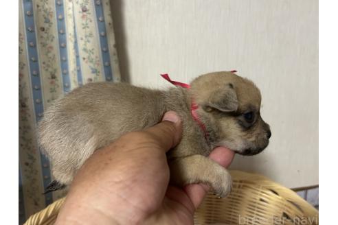 販売中の岡山県のミックス犬-388051の14枚目