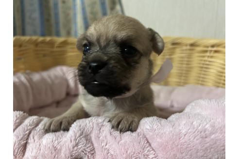 販売中の岡山県のミックス犬-388052の13枚目