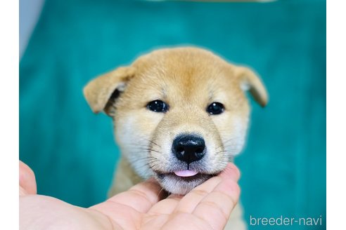 販売中の茨城県の豆柴-388894の4枚目