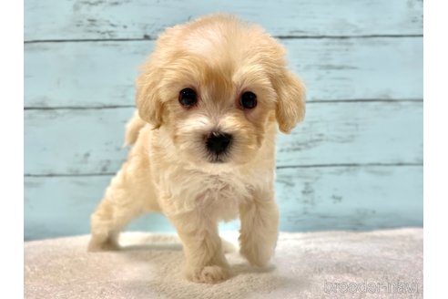 販売中の千葉県のマルプー:マルチーズ×トイプードル-386391の17枚目