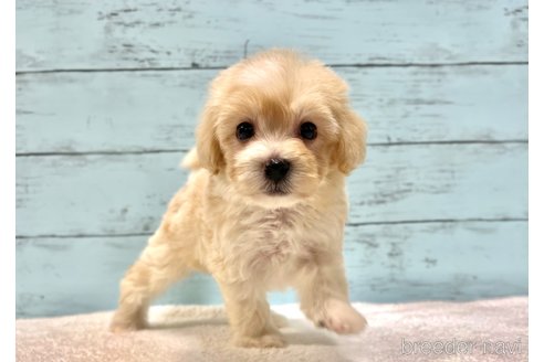販売中の千葉県のマルプー:マルチーズ×トイプードル-386391の19枚目