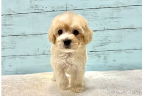 販売中の千葉県のマルプー:マルチーズ×トイプードル-386391の21枚目