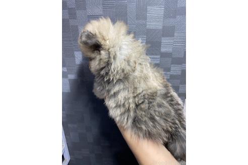 成約済の愛媛県のポメラニアン-383771の2枚目