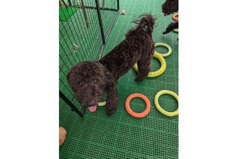 販売中の岡山県のミディアムプードル-365851の3枚目
