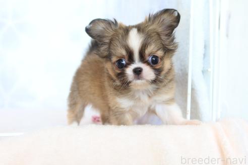 成約済の熊本県のミックス犬-381424の2枚目