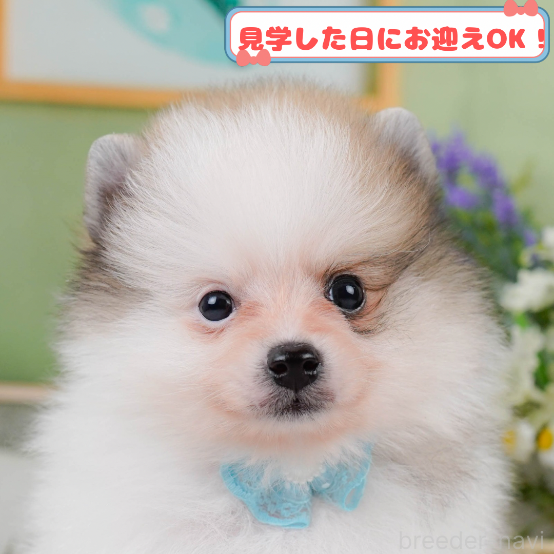 販売中の神奈川県のポメラニアン-387507
