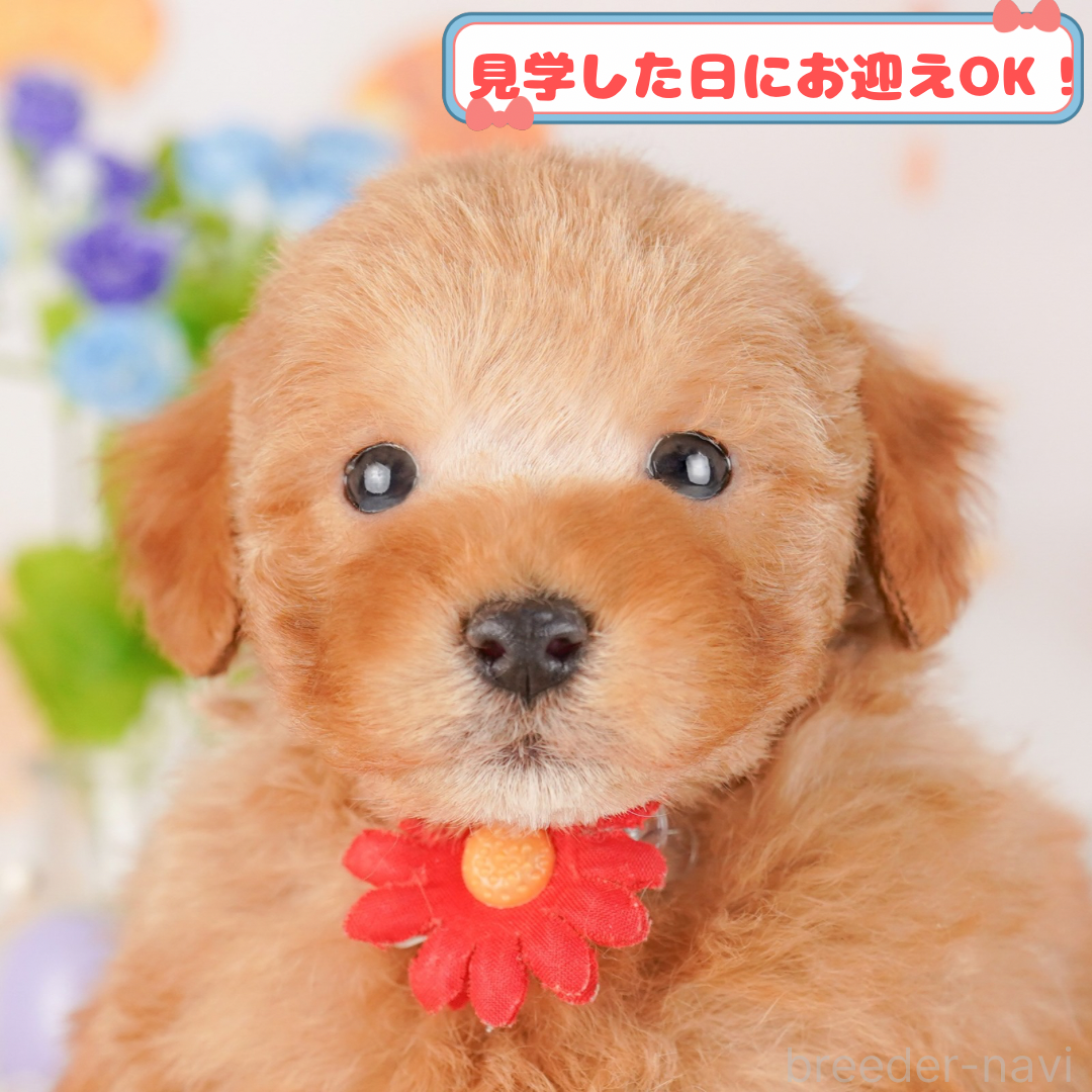販売中の神奈川県のトイプードル-384630