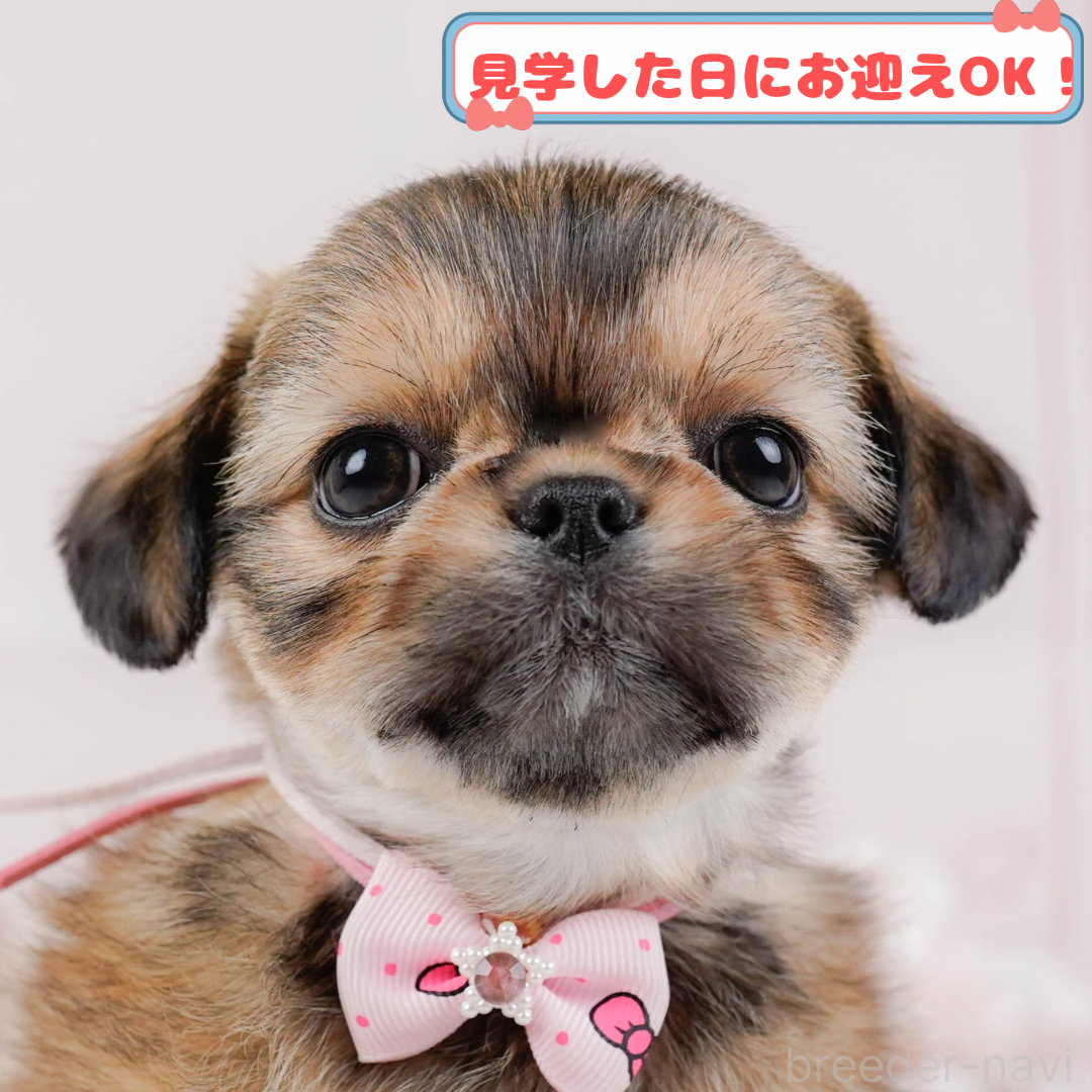 販売中の神奈川県のチワズー:チワワ×シーズー-387647の1枚目