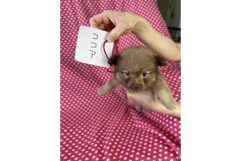 販売中の北海道のミックス犬-388968の4枚目