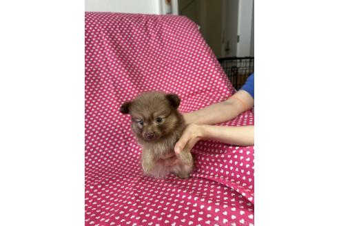 販売中の北海道のミックス犬-388968の3枚目