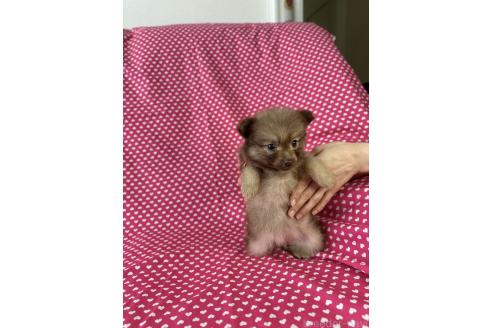 販売中の北海道のミックス犬-388968の2枚目